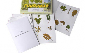Гербарий "Морфология растений" (6 тем, 30 видов) - «globural.ru» - Екатеринбург