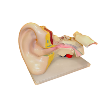 Модель Ухо человека - «globural.ru» - Екатеринбург