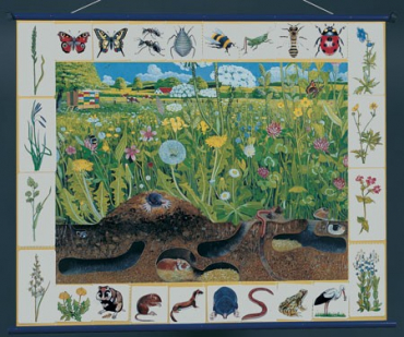 Магнитный плакат "Природное сообщество луга" - «globural.ru» - Екатеринбург