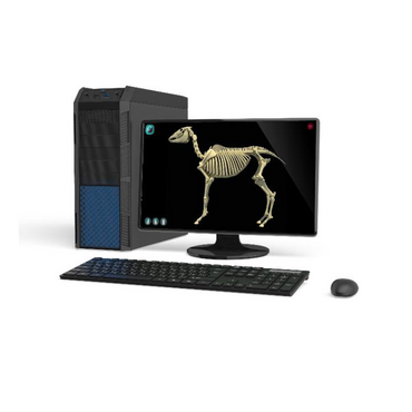 Макет масштабный «Скелет Лошади» Масштаб 1:2 - «globural.ru» - Екатеринбург