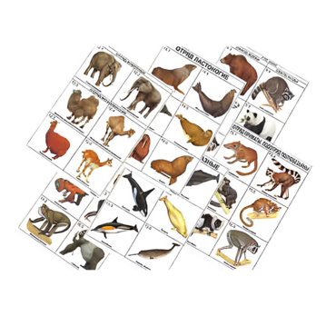 Комплект таблиц по зоологии раздаточных "Разнообразие животных. Млекопитающие." (цвет.,лам., формат А4, 16 штук) - «globural.ru» - Екатеринбург