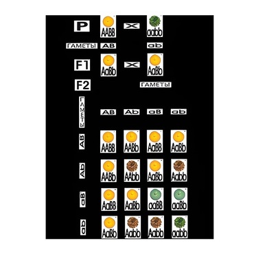 Модель-аппликация "Дигибридное скрещивание" (ламинированная) - «globural.ru» - Екатеринбург