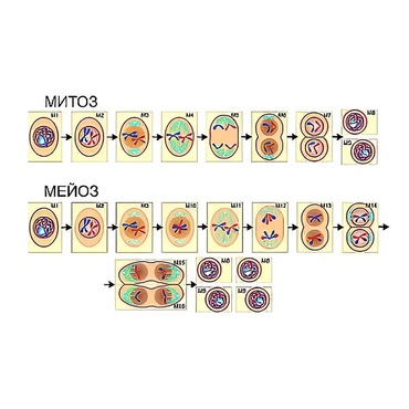 Модель-аппликация "Деление клетки. Митоз и мейоз" (ламинированная) - «globural.ru» - Екатеринбург