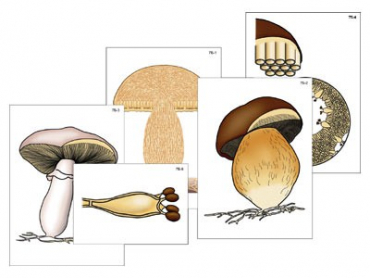 Модель-аппликация "Размножение шляпочного гриба" (ламинированная) - «globural.ru» - Екатеринбург