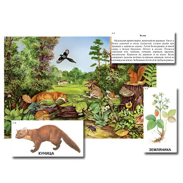 Магнитный плакат-аппликация "Лес: биоразнообразие и взаимосвязи в сообществе" - «globural.ru» - Екатеринбург