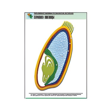 Рельефная таблица "Зерновка пшеницы" (формат А1, матовое ламинир.) - «globural.ru» - Екатеринбург