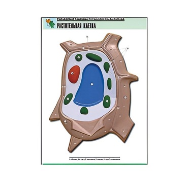 Рельефная таблица "Растительная клетка" (формат А1, матовое ламинир.) - «globural.ru» - Екатеринбург