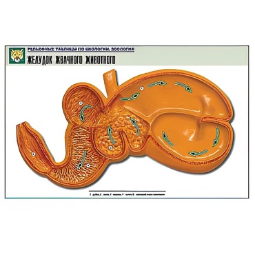 Рельефная таблица "Желудок жвачного животного" (формат А1, матовое ламинир.) - «globural.ru» - Екатеринбург