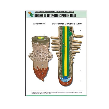 Рельефная таблица "Внешнее и внутреннее строение корня" (формат А1, матовое ламинир.) - «globural.ru» - Екатеринбург