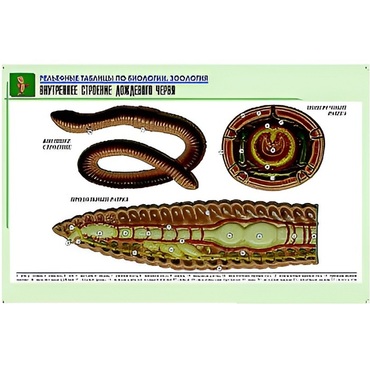 Рельефная таблица "Внутреннее строение дождевого червя" (формат А1, матовое ламинир.) - «globural.ru» - Екатеринбург