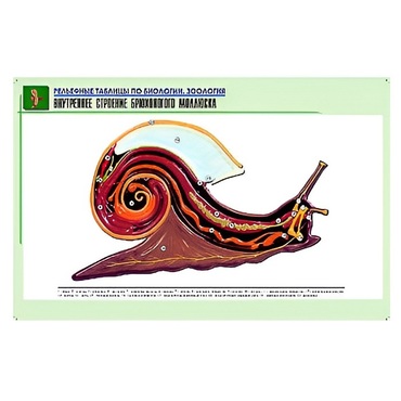 Рельефная таблица "Внутреннее строение брюхоногого моллюска" (формат А1, матовое ламинир.) - «globural.ru» - Екатеринбург
