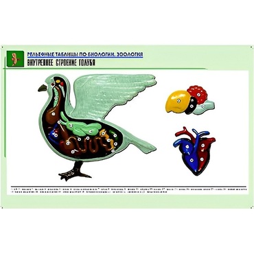 Рельефная таблица "Внутреннее строение голубя" (формат А1, матовое ламинир.) - «globural.ru» - Екатеринбург