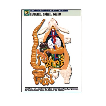 Рельефная таблица "Внутреннее строение кролика" (формат А1, матовое ламинир.) - «globural.ru» - Екатеринбург