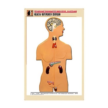 Рельефная таблица "Железы внутренней секреции" (формат А1, матовое ламинир.) - «globural.ru» - Екатеринбург