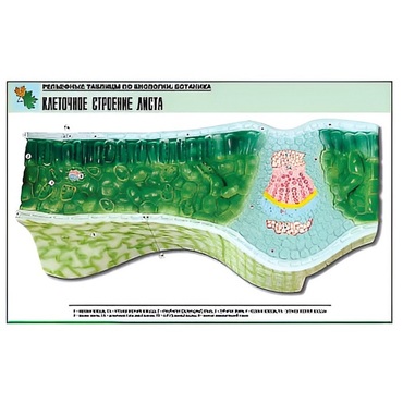 Рельефная таблица "Клеточное строение листа" (формат А1, матовое ламинир.) - «globural.ru» - Екатеринбург