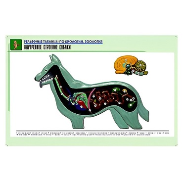 Рельефная таблица "Внутреннее строение собаки" (формат А1, матовое ламинир.) - «globural.ru» - Екатеринбург