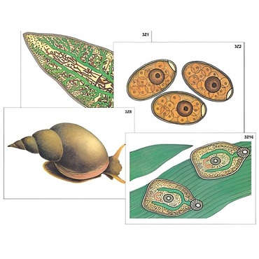 Модель-аппликация "Циклы развития печеночного сосальщика и бычьего цепня" (ламинированная) - «globural.ru» - Екатеринбург