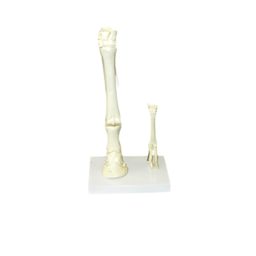 Модель "Скелет конечностей лошади и овцы" (на подставке) - «globural.ru» - Екатеринбург