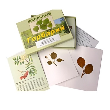 Гербарий "Систематика растений. Семейство Розоцветные" (раздаточный) - «globural.ru» - Екатеринбург