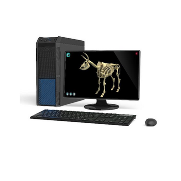 Макет масштабный «Скелет Коровы» Масштаб 1:2 - «globural.ru» - Екатеринбург