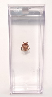 Влажный препарат "Паук" - «globural.ru» - Екатеринбург