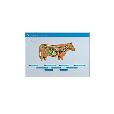 Стенд-планшет светодинамический "Изучение нервной системы сельскохозяйственных животных" со сменными панелями - «globural.ru» - Екатеринбург