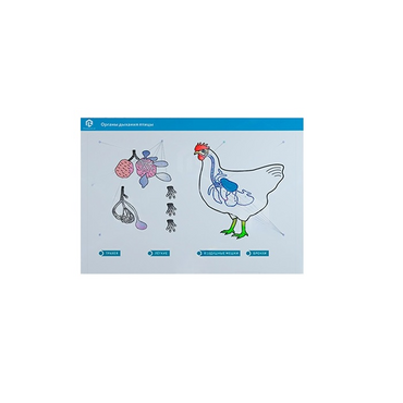 Стенд-планшет светодинамический "Изучение органов дыхания сельскохозяйственных животных" со сменными панелями - «globural.ru» - Екатеринбург